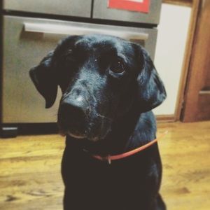 Meet your Posher, Blair